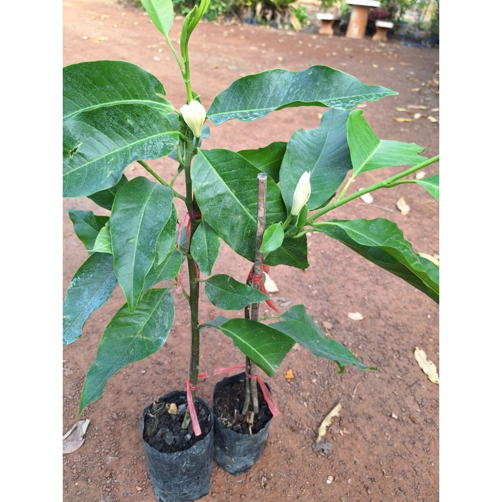 ต้นจำปี/แบบตอนกิ่ง/ขนาด50-60เซนฯ/ดอกมีกลิ่นหอมออกดอกตลอดทั้งปี - รูปที่ 2