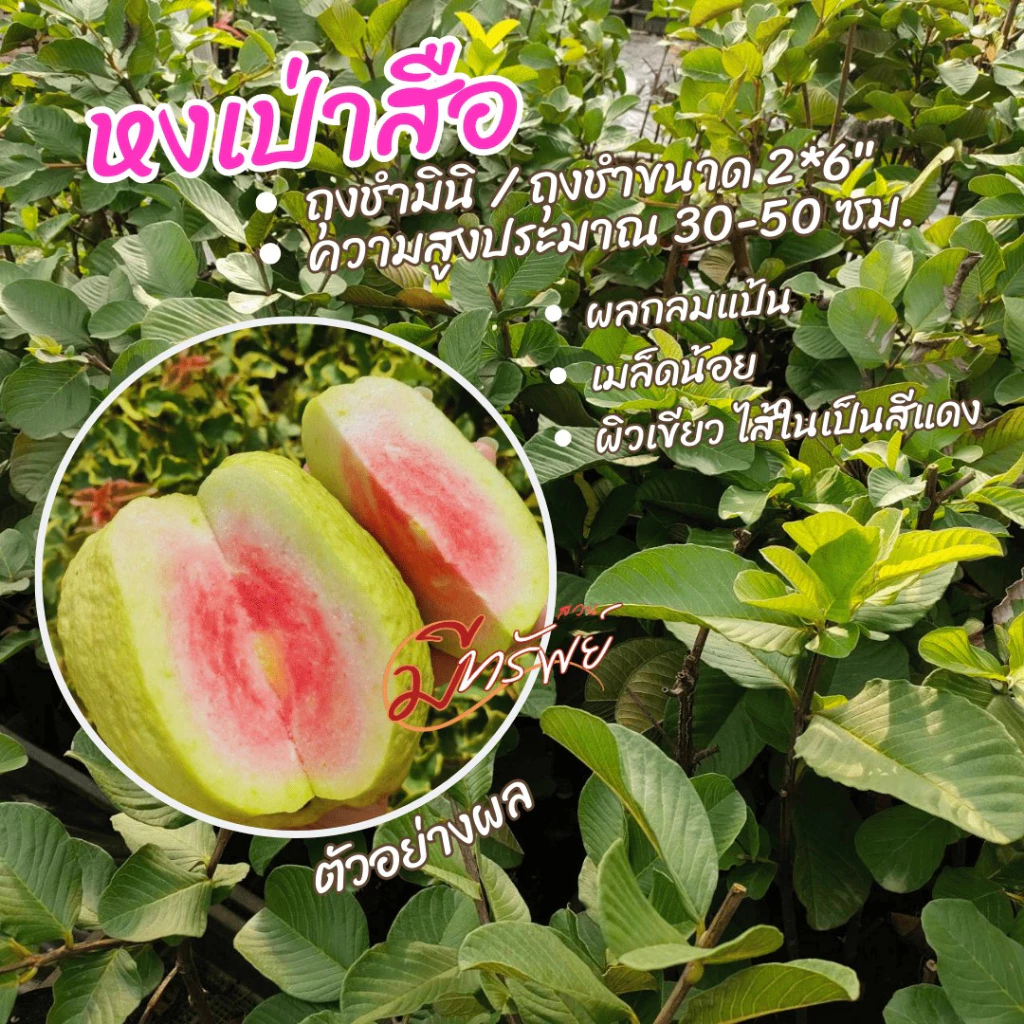 หงส์เปาสือลงถุงดำขนาดเล็ก2*6พร้อมปลูกลงดินได้เลยเหมาะกับมือใหม่มากๆ ตุ้มตอนฝรั่งหงส์เป่าสือ รัปประกันสายพันธุ์แท้100%