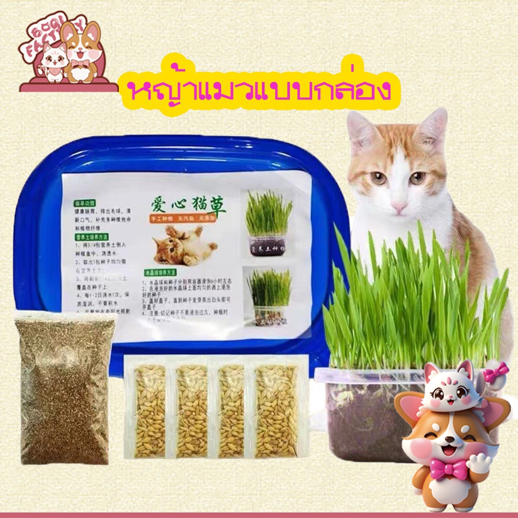 Boqi Factory หญ้าแมวแบบกล่อง ครบชุดพร้อมปลูก ต้นอ่อนข้าวสาลี หญ้าเเมว  สำหรับสัตว์เลี้ยง หญ้าแมว YC209