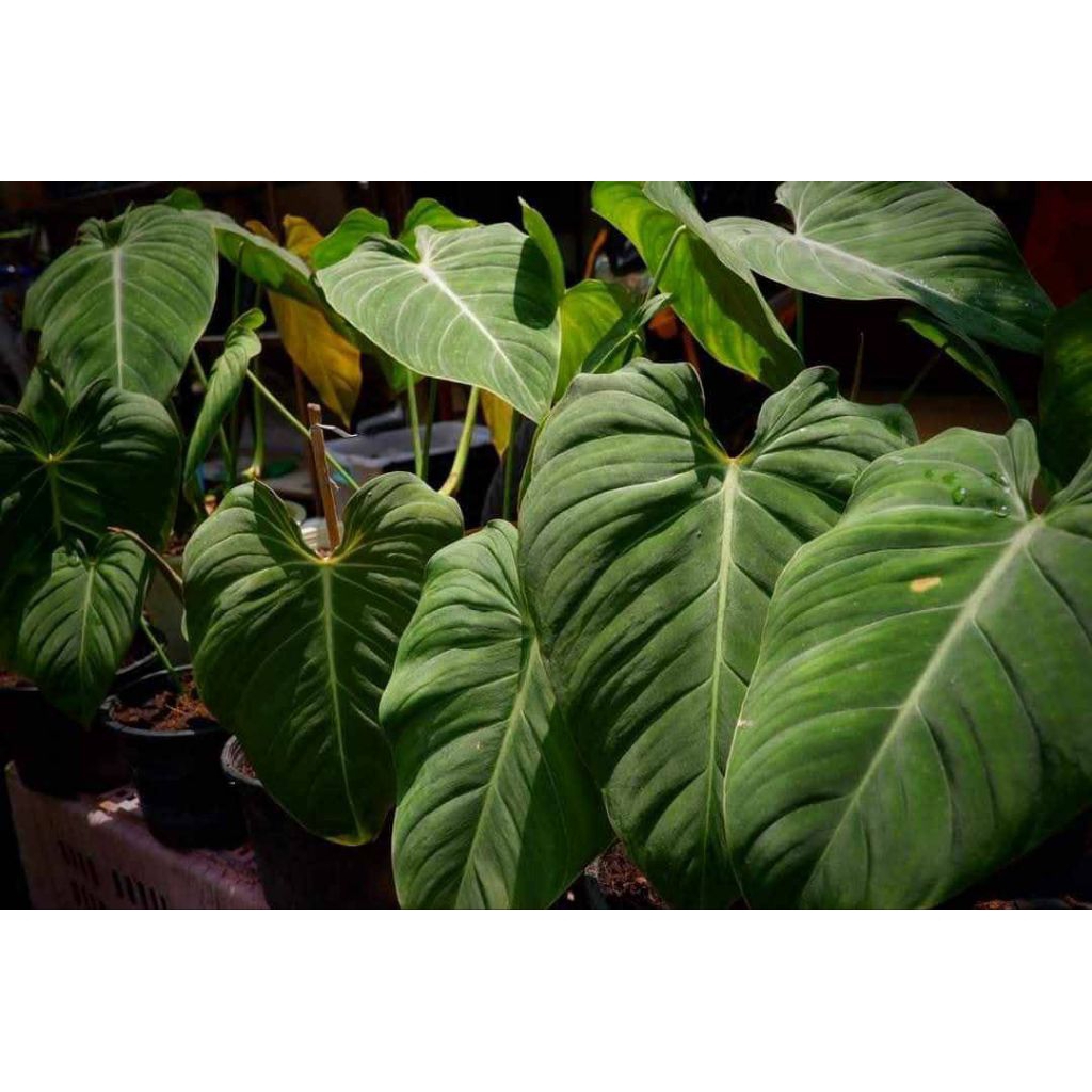 ☘️Philodendron Glorious ฟิโลเดรนดรอน กลอเรียส☘️กระถาง6นิ้ว