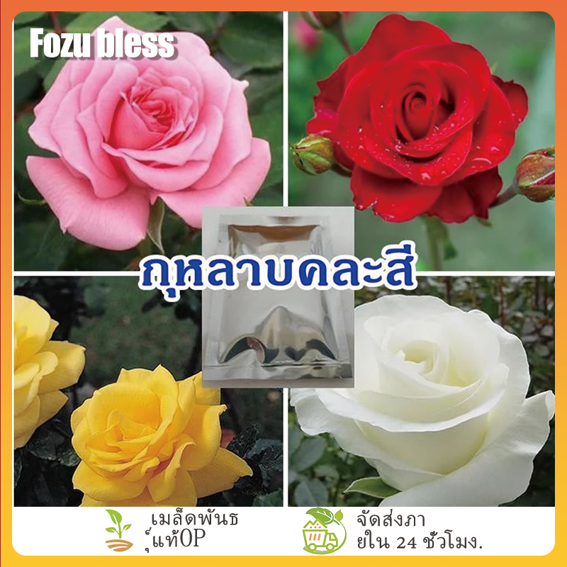 FOZU เมล็ดดอกกุหลาบคละสี 20 เมล็ด ประดับบ้านสวน รีสร์อท มีคู่มือการเพาะปลูก