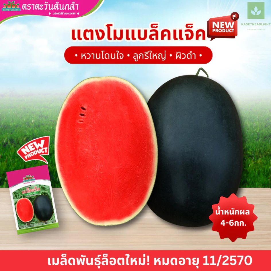 หมดอายุ11/70 แตงโมแบล็คแจ็ค 40กรัม เมล็ดพันธุ์แตงโม แบล็คแจ็ค ตราตะวันต้นกล้า Black Jack Watermelon Seed