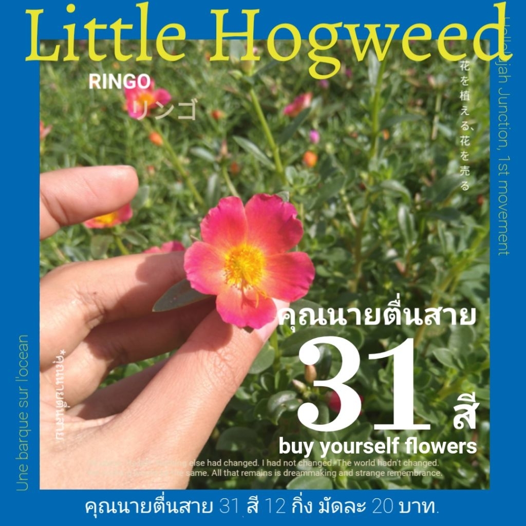 คุณนายตื่นสาย 31 สี 12 กิ่ง/20 บาท เลือกสีได้!