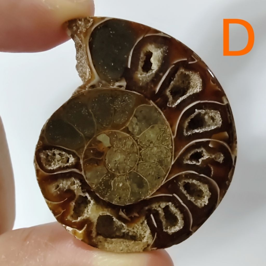 หอยแอมโมไนต์ Ammonite shell fossil 1 ชิ้น หอยล้านปี แอมโมไนต์ หินแห่งความสมบูรณ์ หอยแอมโมไนต์ผ่าครึ่งตัว หอยล้านปี คตหอย