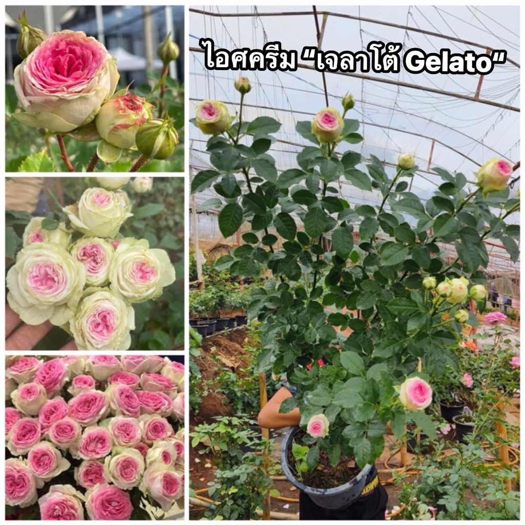 กุหลาบ-ไอศครีม “เจลาโต้ Gelato“ (กระถาง 12 นิ้ว)  สีชมพูตรงกลางดอก