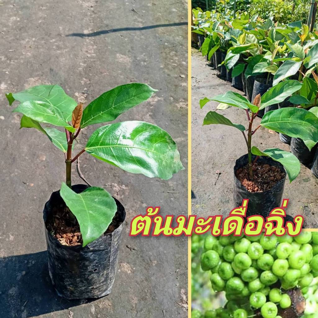 ต้นมะเดื่อฉิ่ง/มะเดื่อฉิ่งชุมพร สูง 30-60 ซม. ต้นเตี้ยผลดกมากมาย  แข็งแรงพร้อมปลูก