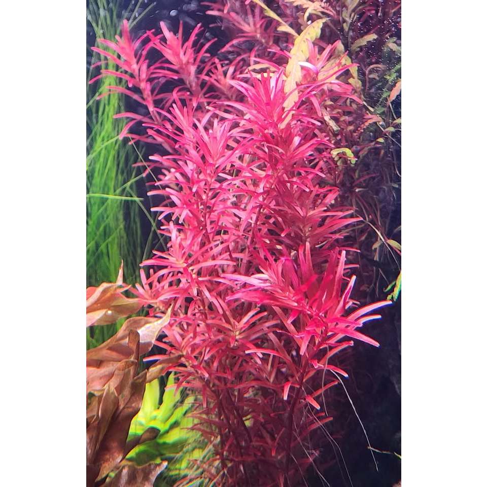 rotala colorata (โรทาล่า โคโรลาต้า)