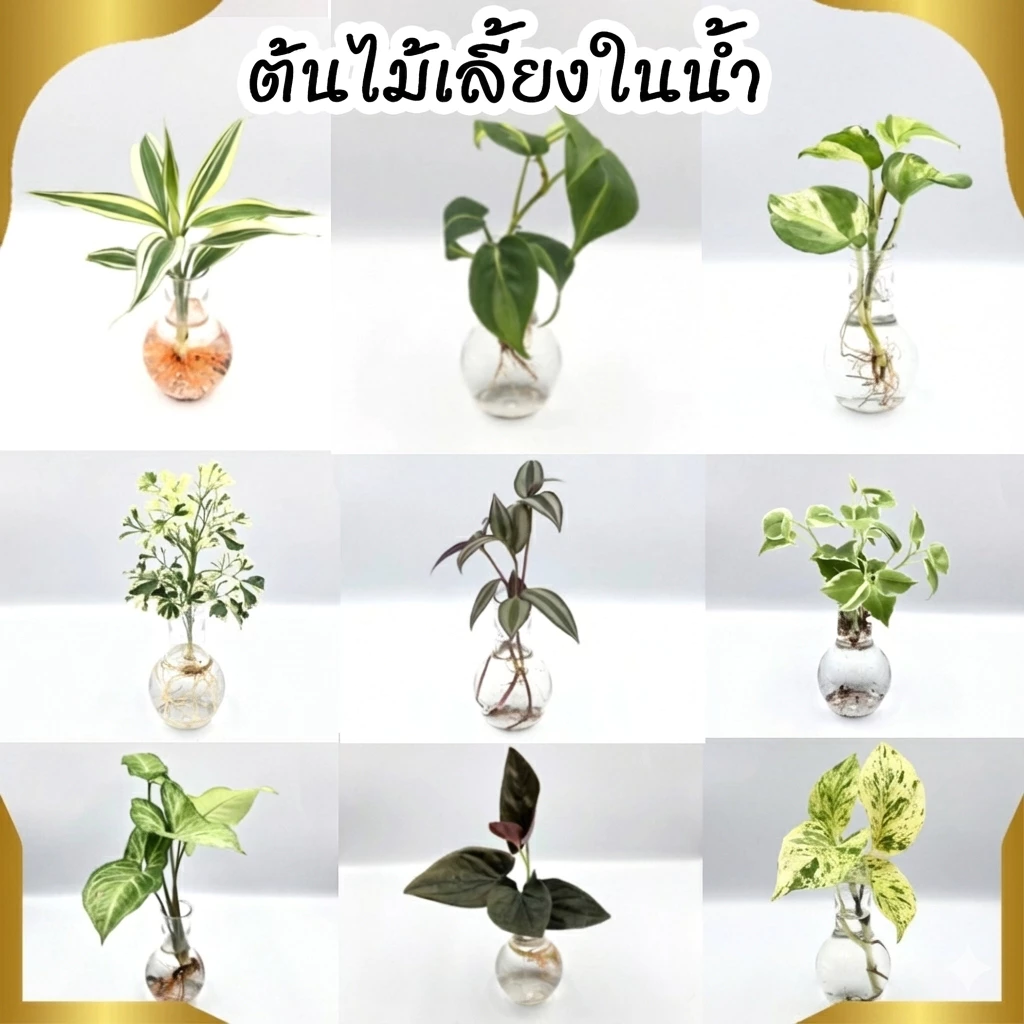 พร้อมส่ง(ซื้อ 6 กิ่งลด 10.- แถมฟรี!! ปุ๋ย 10ก.) 🌱ต้นไม้เลี้ยงน้ำ 20 ชนิด(ขายเป็นกิ่ง)🌱ต้นไม้ฟอกอากาศ ใส่แจกันประดับบ้าน
