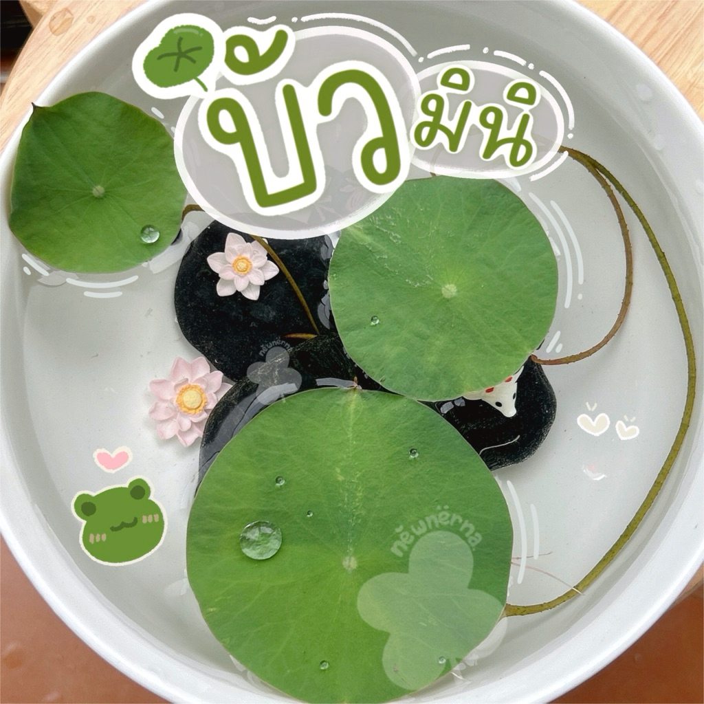 ต้นบัว ไซส์มินิ คละสีดอก ตกแต่งอ่างปลา ตู้ปลา อ่างบัว