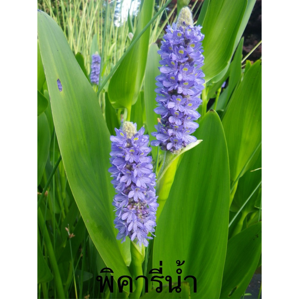 พิคารี่น้ำ ช่อครามม่วง (Heartleaf Pickerel) แดดจัด-รำไร