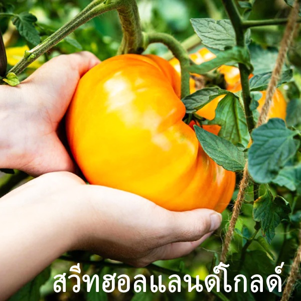 มะเขือเทศสวีทฮอลแลนด์โกลด์ เมล็ดพันธุ์มะเขือเทศสวีทฮอลแลนด์โกลด์ 3 เมล็ด ลูกละ1 กิโลกรัม++ ทานสดหวานๆสุดๆ
