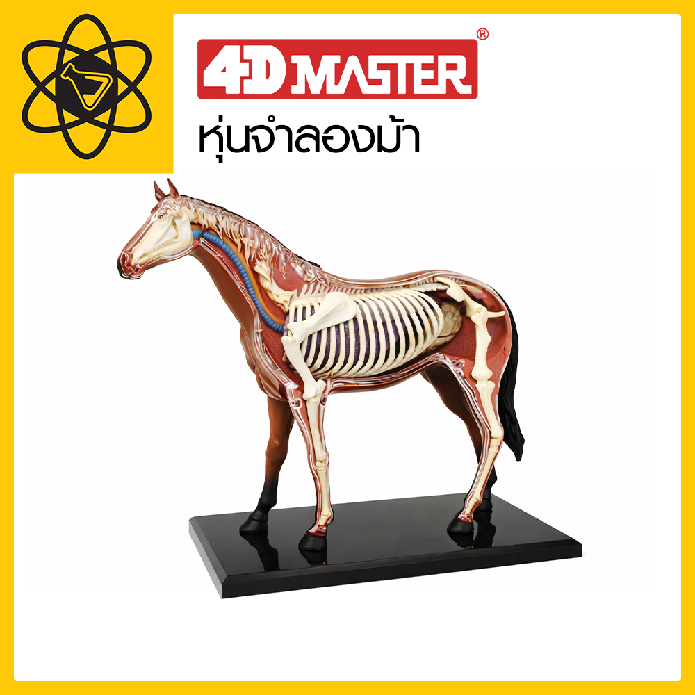 4D Vision  หุ่นจำลองม้า 4 มิติ
