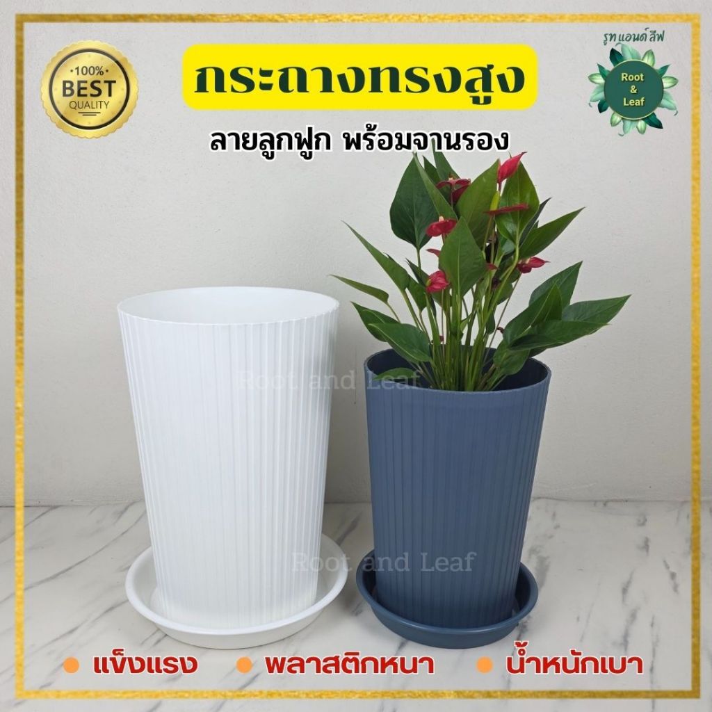 กระถางทรงสูงลายลูกฟูก พร้อมจานรอง มีทั้งหมด 3 ขนาดและมี 3 สี กระถางแข็งแรง พลาสติกหนาอย่างดี น้ำหนักเบา แต่งบ้านแต่งคอนโ
