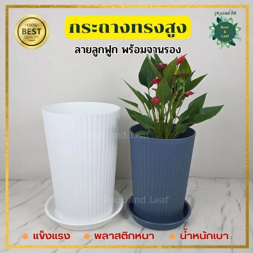 กระถางทรงสูงลายลูกฟูก พร้อมจานรอง มีทั้งหมด 3 ขนาดและมี 3 สี กระถางแข็งแรง พลาสติกหนาอย่างดี น้ำหนักเบา แต่งบ้านแต่งคอนโ