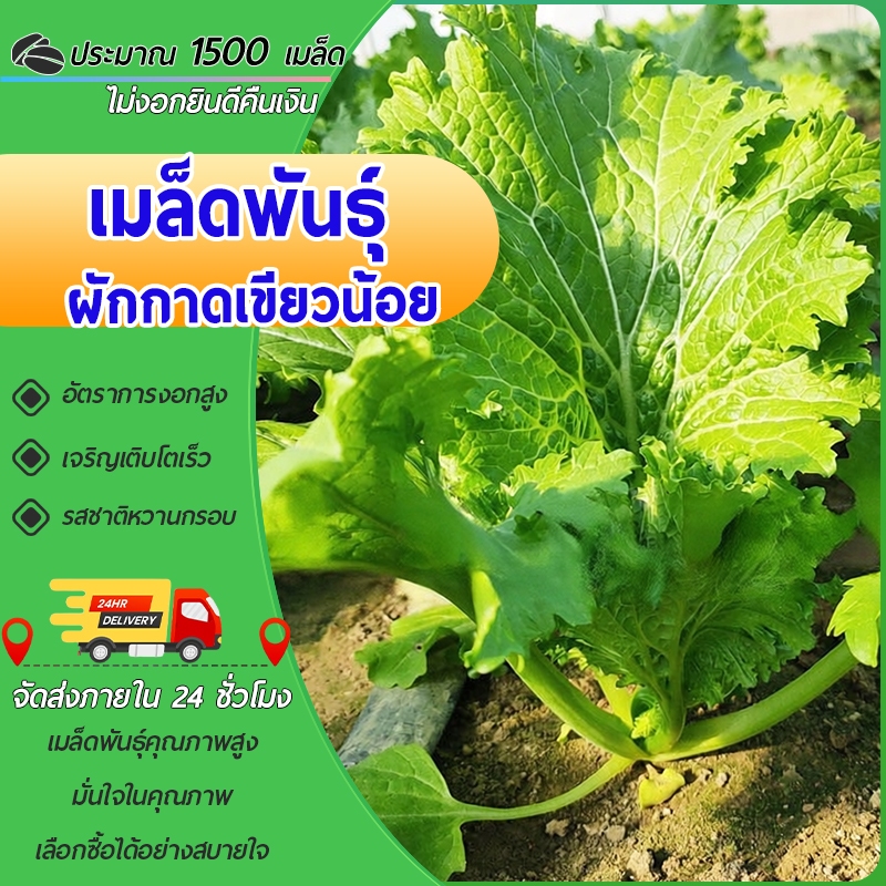1500 เมล็ด เมล็ดพันธุ์ผักกาดเขียวน้อย เมล็ดผักกาดเขียวน้อย ผักกาดหิ่น งอกดี ใบหยักสวย รสหวานกรอบ