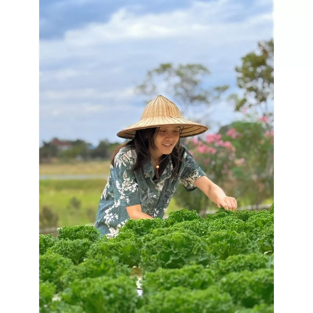 ฟิลเล่ย์เมล็ดดำ ที่นิยมกัน 300 เมล็ด คัดเกรด AAA+ ส่วนลด ราคาถูกลง อัตราการงอกดีเยี่ยม คัดมือ100%