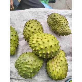 ลูกทุเรียนน้ำ ลูกทุเรียนเทศ ปลอดสารพิษ soursop