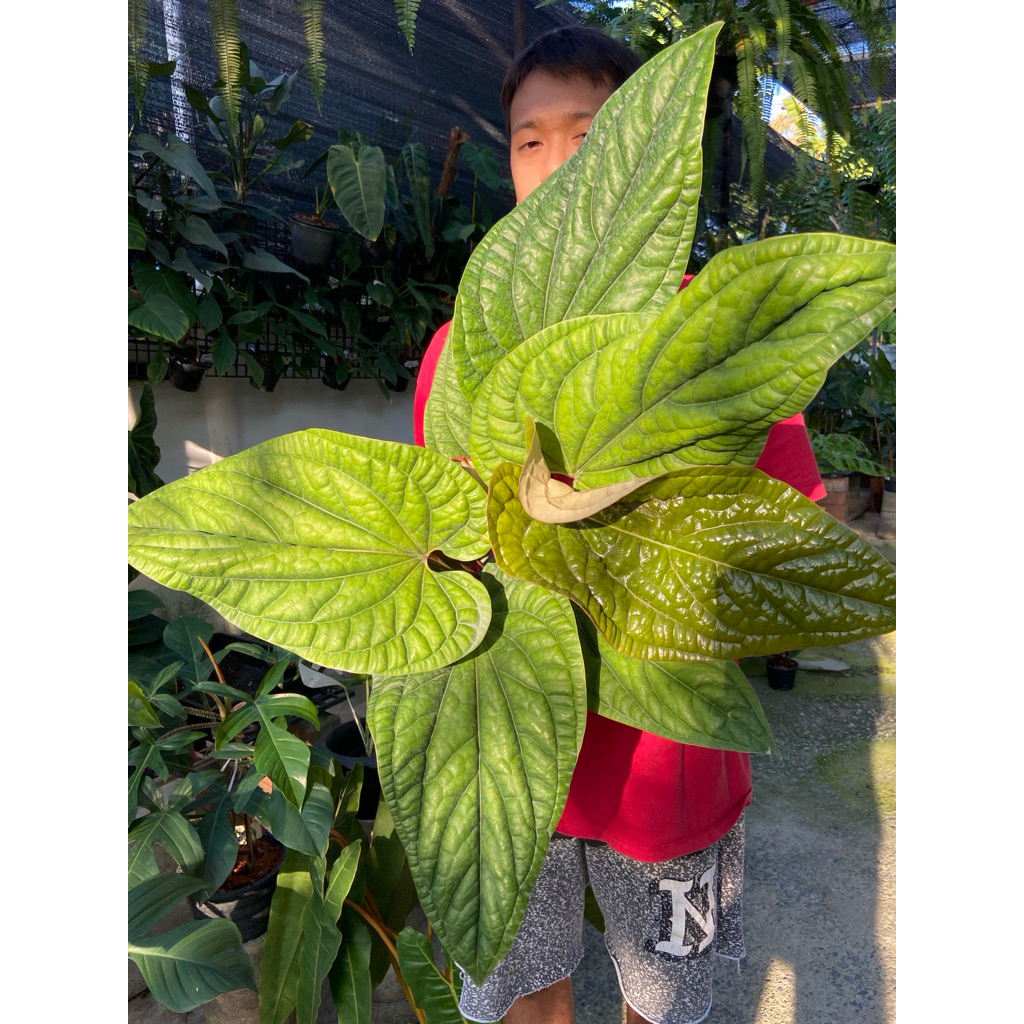 หน้าวัวใบพลูซีรี่ หรือ Anthurium sirih ซึ่งเป็นลูกผสมระหว่าง Anthurium luxurians และ Anthurium dressleri