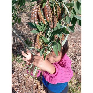 เมล็ดพันธุ์ถั่วมะเเฮะ ถั่วเเฮม่วง100เมล็ด 19 บาทซื้อ 2 แถม 1