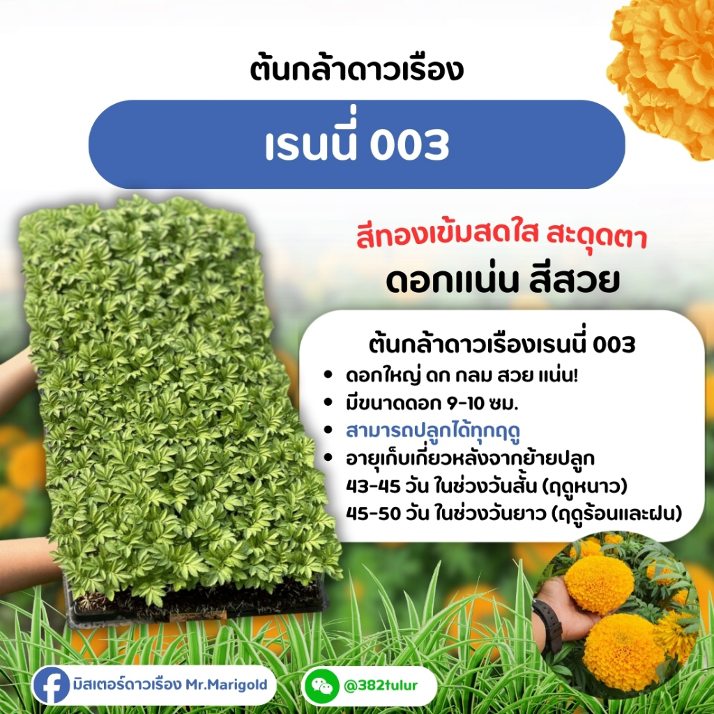ต้นกล้าดาวเรืองสีทองเข้ม เรนนี่ 003 (จัดส่งแบบถอนต้น) / มิสเตอร์ดาวเรือง