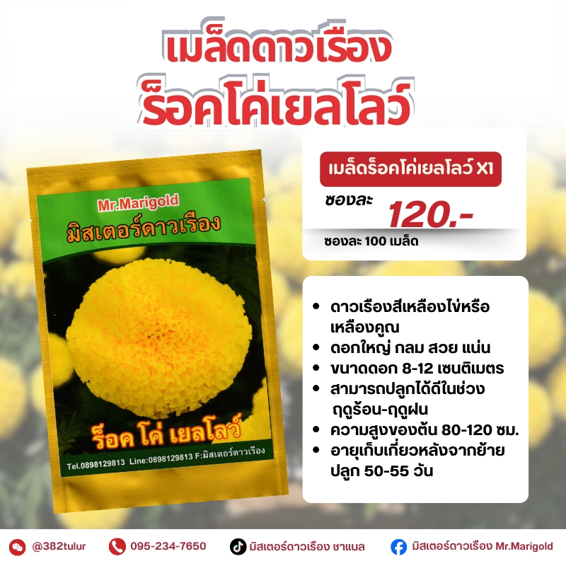 เมล็ดดาวเรืองร็อคโค่เยลโลว์ 100 เมล็ด (สีเหลืองไข่) / มิสเตอร์ดาวเรือง