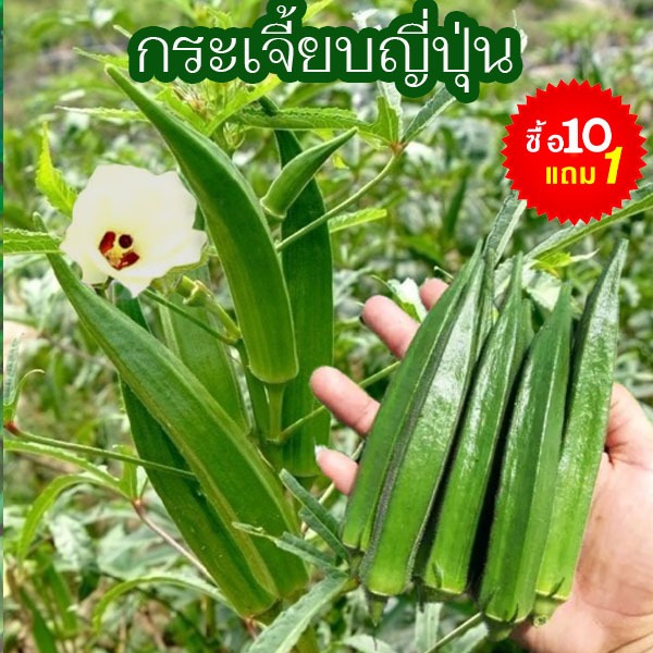กระเจี้ยบญี่ปุ่น📌10แถม1🎯ถูกที่สุด10บ.🎯เมล็ดพันธุ์กระเจี้ยบญี่ปุ่น10 เมล็ด☘️งอกง่าย🌿ทนแล้ง☘️พันธุ์แท้100%👉ทานอร่อย