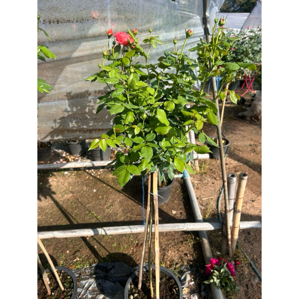 กุหลาบทรีโรส ชินนาบา โบว์(Cinnabar Bowl) กุหลาบพุ่ม จากประเทศจีน ดอกลมๆๆออกดอกเป็นพวง ดอกสีเข้มอมส้ม กลีบซ้อนแน่นทรงถ้วย - รูปที่ 3