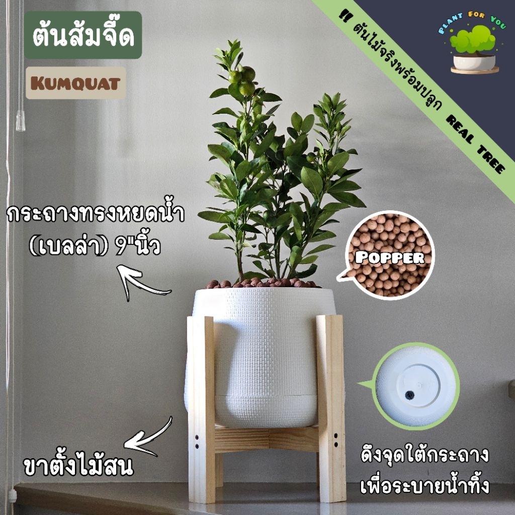 ต้นส้มจี๊ด (Citrus japonica Thunb) พร้อมกระถาง+เม็ดPopper+ขาตั้งไม้สน (ต้นไม้มงคล)PLANT FOR YOU