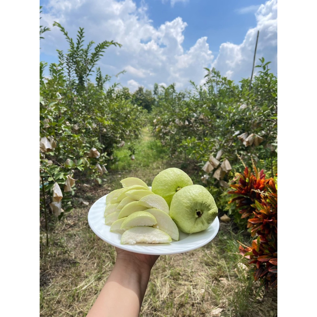 ฝรั่งกิมจู เบอร์ยอด สดๆจากสวนพร้อมส่งทุกวัน หวาน กรอบ อร่อย