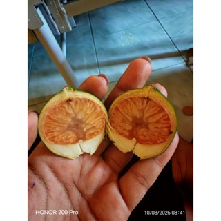 หมากอ่อน​ 3​ กิโล​ ตัดใหม่ตามออเดอร์​ มีแถมทุกออเดอร์​