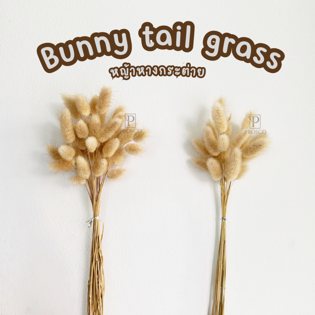 Prosco | ดอกหญ้าหางกระต่าย สีธรรมชาติ สำหรับประดับตกแต่ง ตกแต่งบ้านสไตล์นอร์ดิก มินิมอล