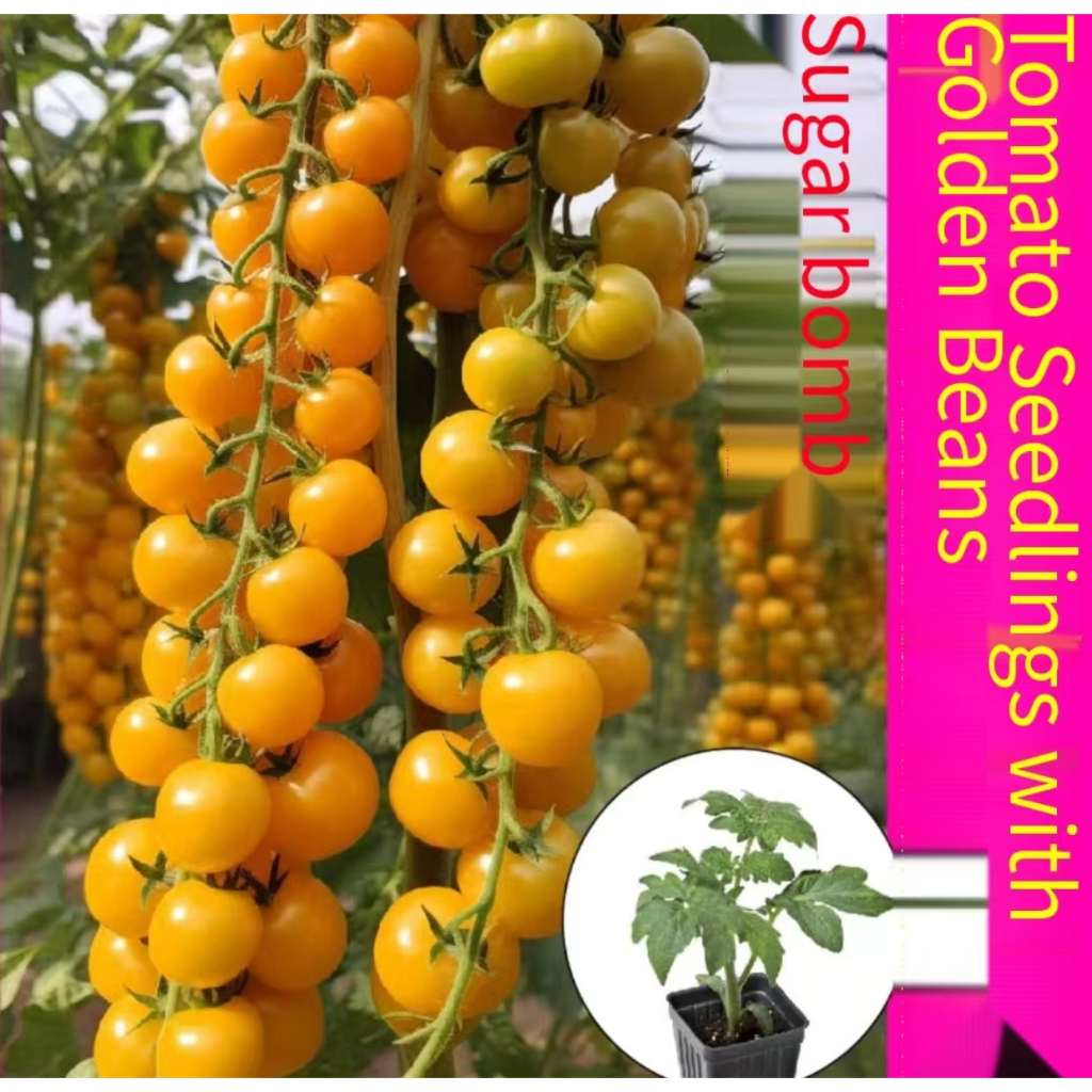 Golden Saint Fruit Cherry Tomato Seeds Yellow Cherry Tomato Seeds Organic Fruit Seeds Planting Bonsa
