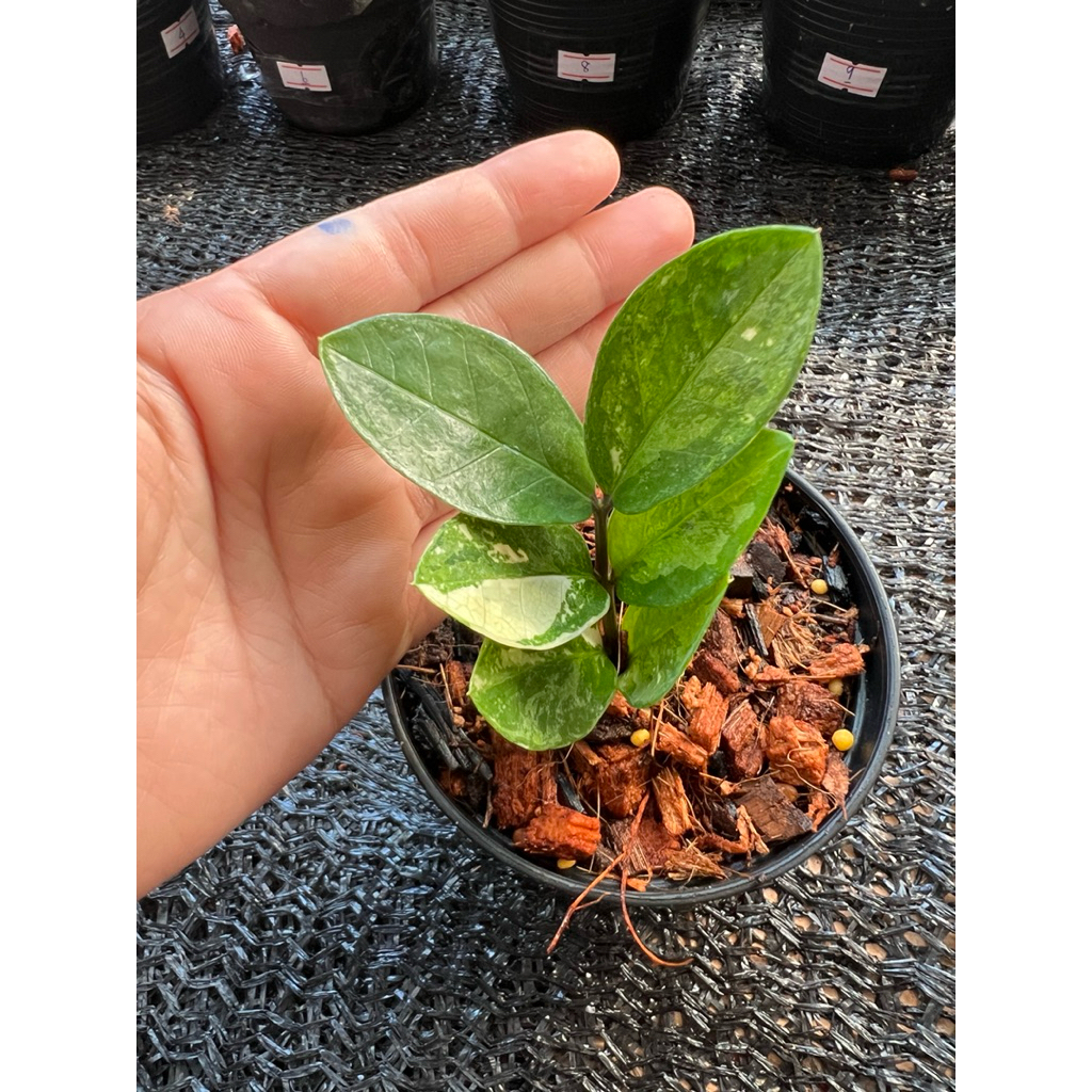 กวักมรกตด่างเหลือง/กระถาง4