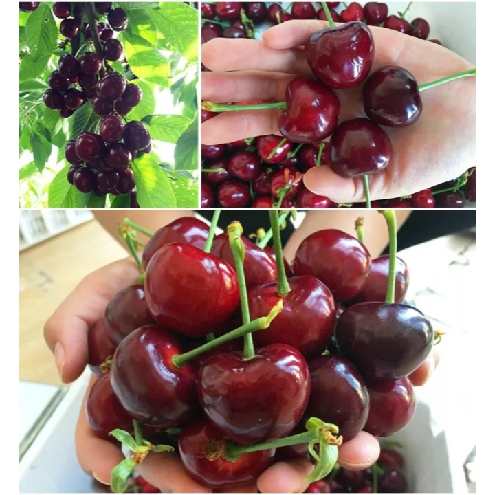 บรรจุ 10 เมล็ด Sweet Cherry Seeds Fruit Seeds เมล็ดพันธุ์ เชอร์รี่ เมล็ดพันธุ์ผลไม้ ต้นไม้กินผล บอนสีพันหายาก Plants - รูปที่ 7