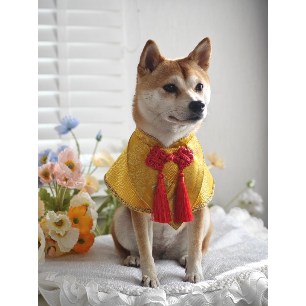 Fairy Tail | Yichen ตรุษจีน เสื้อหมาแมว