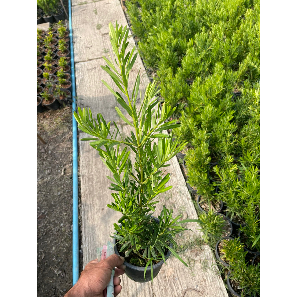 สนใบพาย ไม้ฟอกอากาศ ไม้ประดับ กระถาง6” สูงรวมกระถาง30-50ซม.