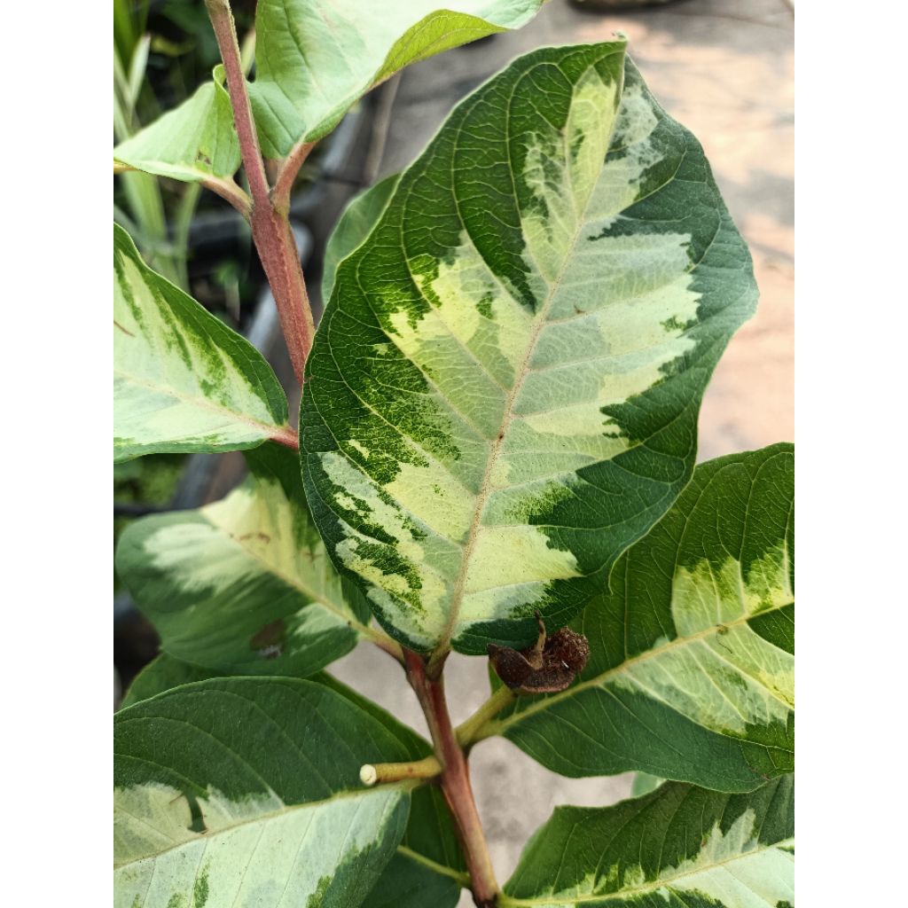 ฝรั่งไฉ่จินด่าง(Guava 'Caijin' Variegated)