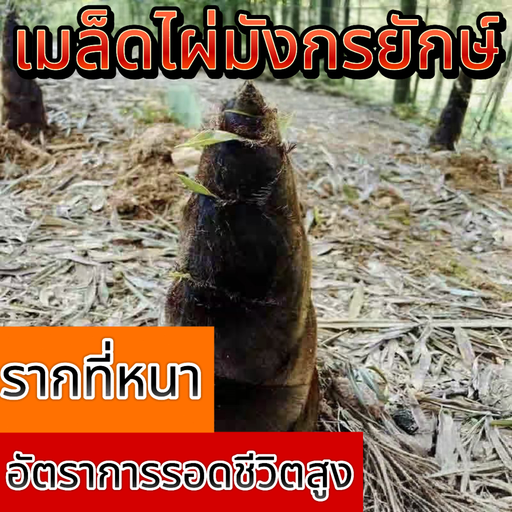 ไผ่ยักษ์พันธุ์ดีเยี่ยม อวบอ้วน ดำดุจหยก คัดสรรมาอย่างพิถีพิถัน