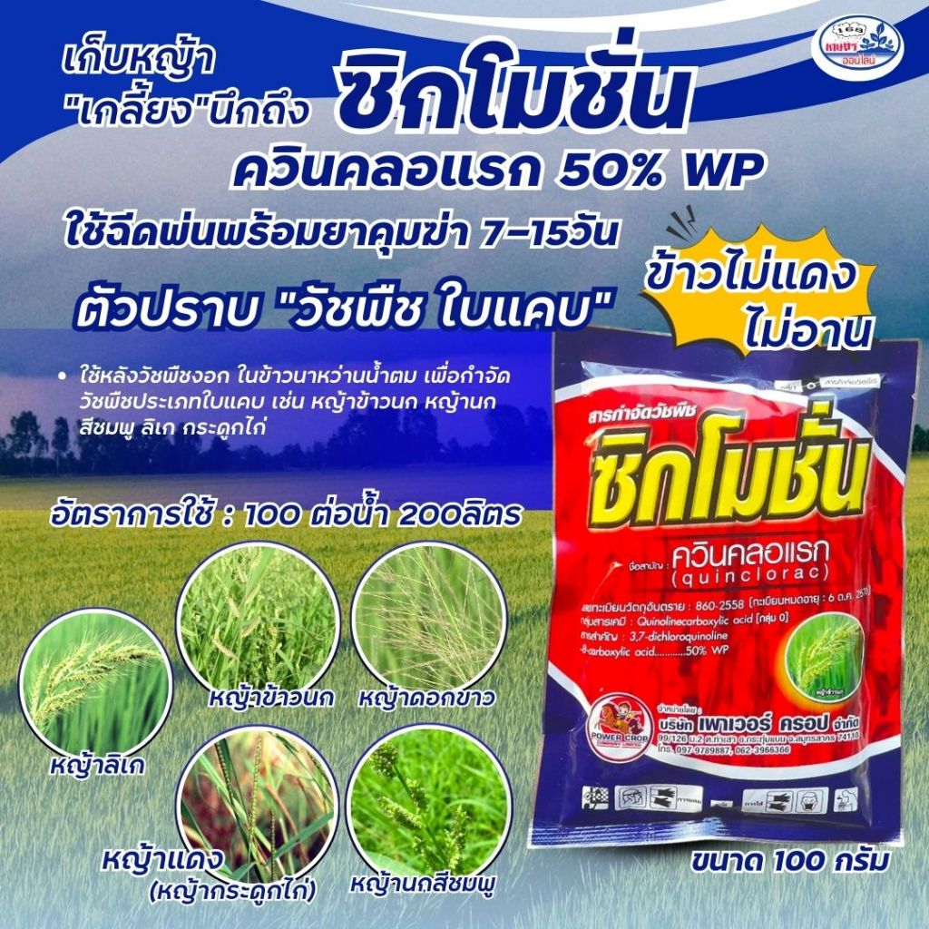 ควินคลอแรก50ดับบิวจี ขนาด 100 กรัม ตัวเก่งหญ้าลิเก หญ้าพุ่มพวง หญ้าหางหมา ผสมคุมหญ้า7-15วัน