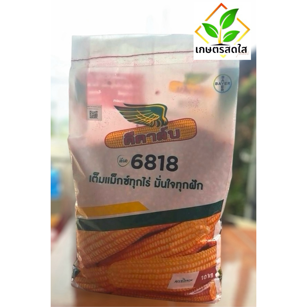 ข้าวโพดดีคาล์บ 6818 (3.5 หุน) *ขนาด 10 กก 🌽 ต้นโตไว ปรับตัวกว้าง ฝักสม่ำเสมอ