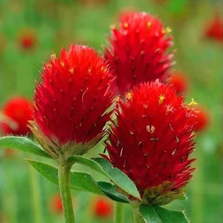 GEMI บานไม่รู้โรย100 เมล็ด🌸ซื้อ 5 แถม 5 ฟรี