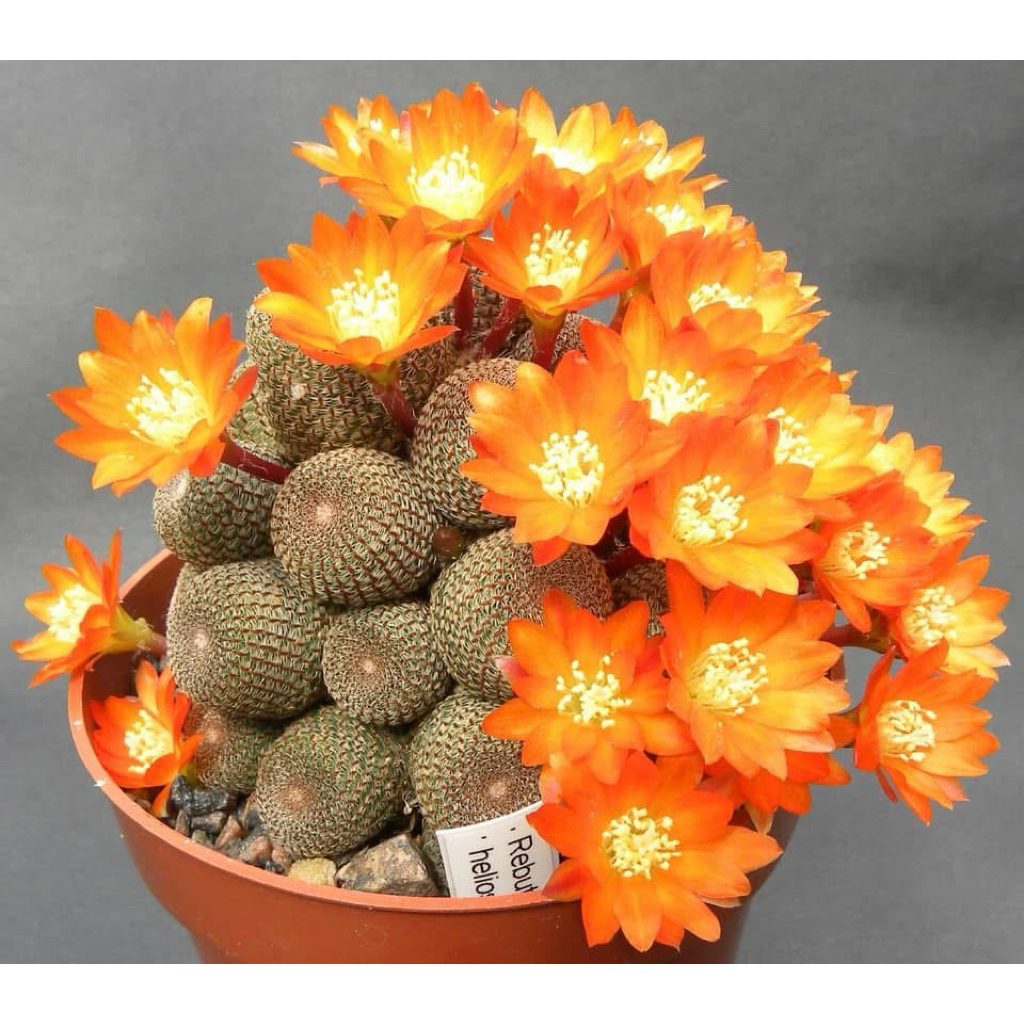 Rebutia Heliosa: รีบูเทีย เฮลิโอซา แคคตัส กระบองเพชร