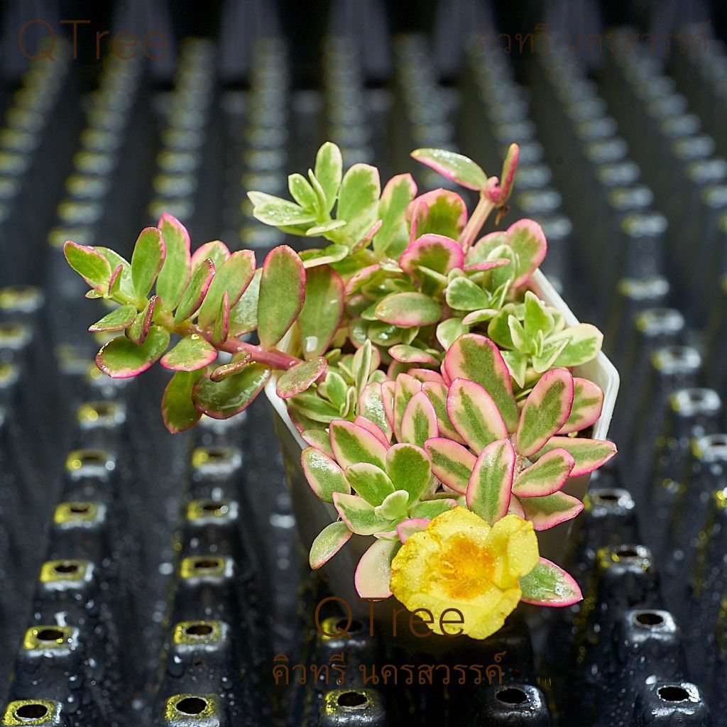 คุณนายไฮโซดอกสีเหลืองในกระถางขนาด 2 นิ้ว - รูปที่ 3