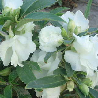 GEMI ซื้อ 5 แถม 5 ฟรี！เมล็ดดอกเทียนซ้อน 180 เมล็ด เทียนกุหลาบ สีขาว, แดง, ชมพู, ม่วง, ด่าง