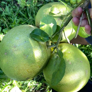 [คัดผิวปานกลาง ทรงสวย] ส้มโอขาวใหญ่อัมพวาแท้ ส่งตรงจากสวน ขายเอง - คละไซส์