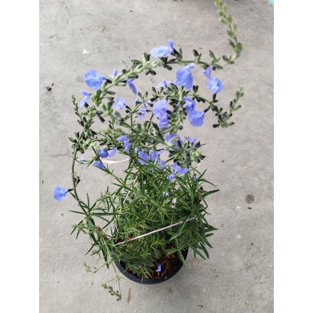 บลูเสจ Blue Sage flowers