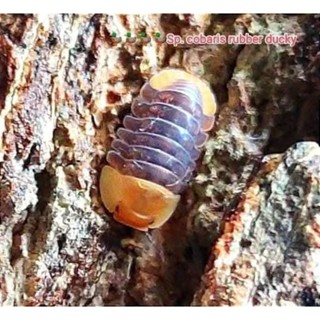 🦆🐣🐥🟡ชุดอาหารสัตว์ชุดใหญ่ isopodRubber Duckky 1set5ต.