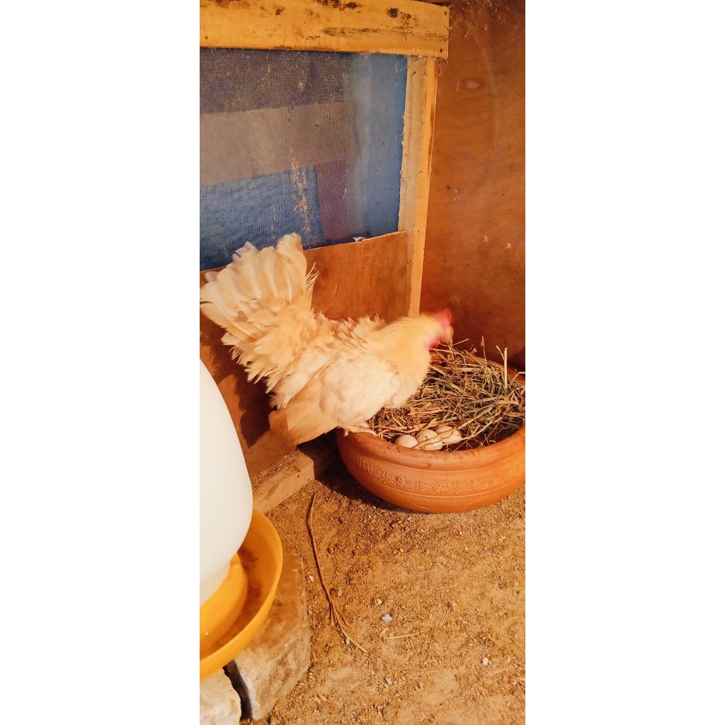 ไข่ไก่แจ้ลุ้นเชื้อสีกระแดงขาสั้น1ชุด5ฟอง - รูปที่ 3