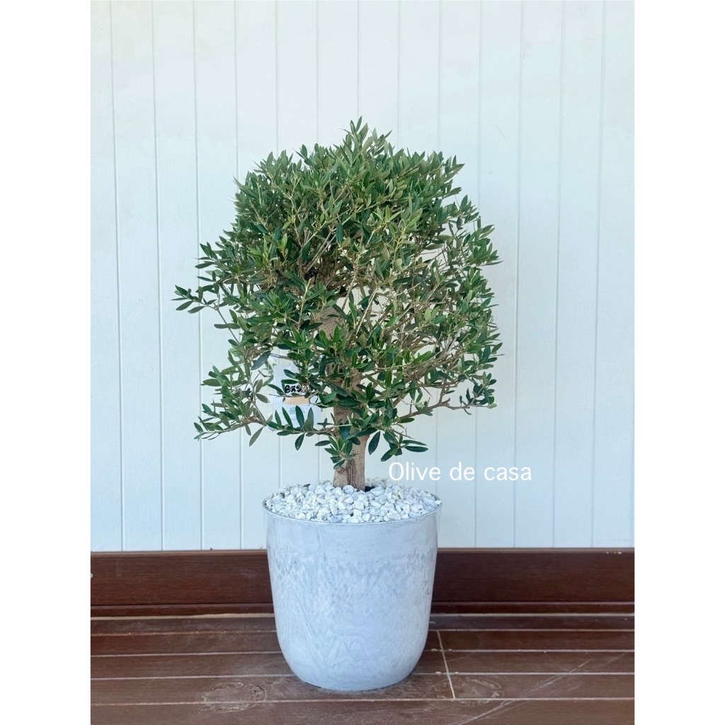 ต้นมะกอก Olive  นำเข้าตรงจากยุโรป ความสูงประมาณ 90 cm -1 m