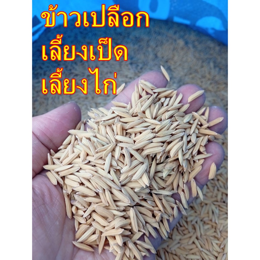 ข้าวเปลือก 10 กิโล ใช้สำหรับเลี้ยงเป็ด ไก่ ห่าน และสัตว์ปีก  ช่วยเพิ่มโปรตีนในสัตว์ทำให้เจริญเติบโตได้เร็ว - รูปที่ 7